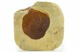 Fossil Leaf (Davidia) - Montana #327181-1